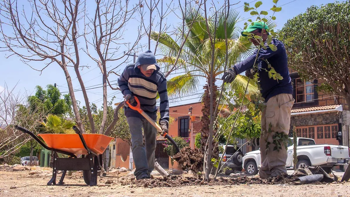 plantacion (1)